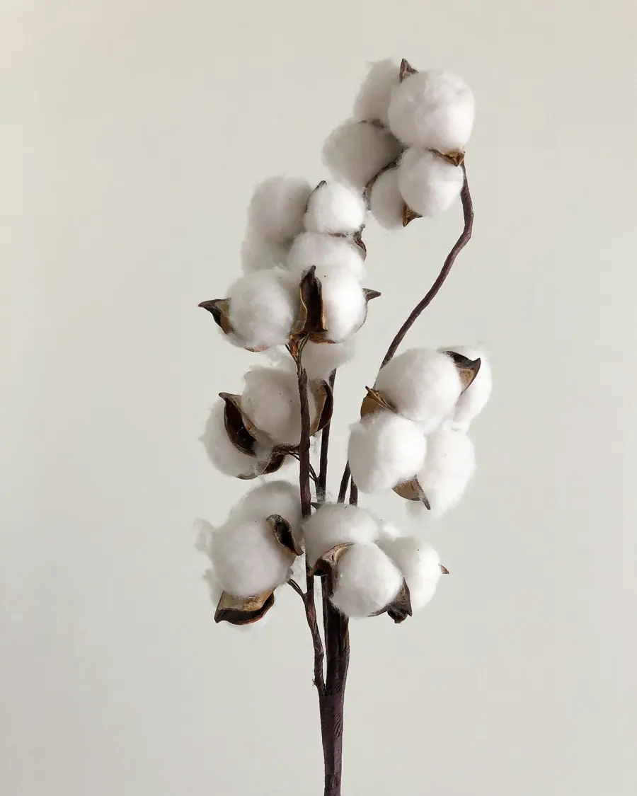 A sprig of open cotton bolls against a pale wall