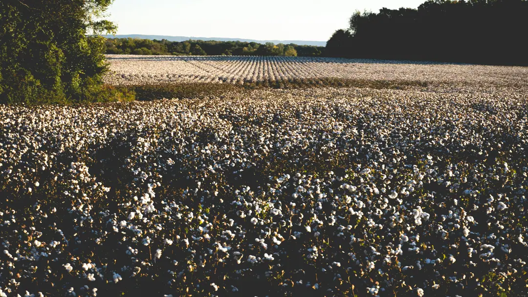 A cotton field ready for harvest